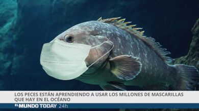 Los peces están aprendiendo a usar los millones de mascarillas que hay en el océano