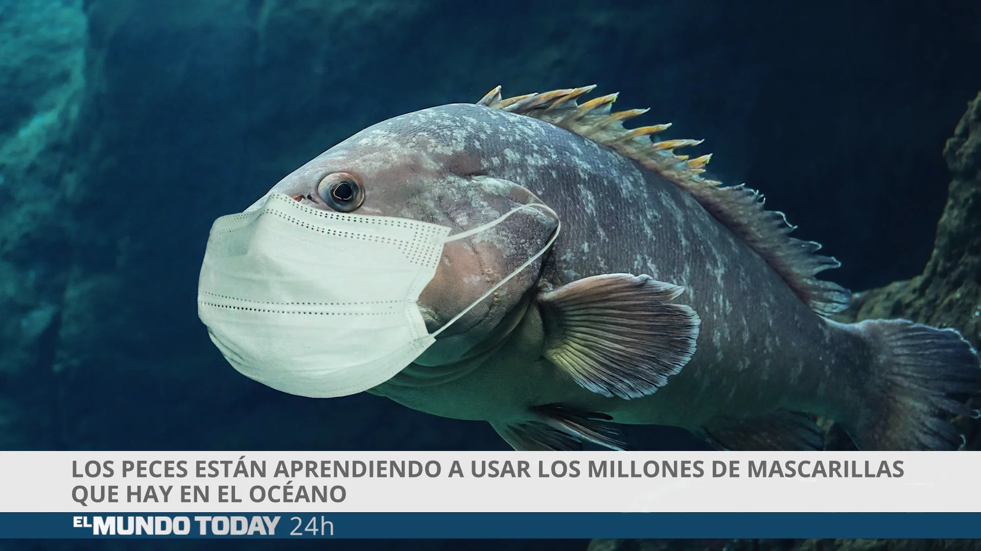Los peces usan mascarilla