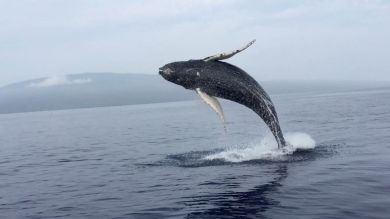 Graban a una ballena saltando fuera del agua a cámara lenta