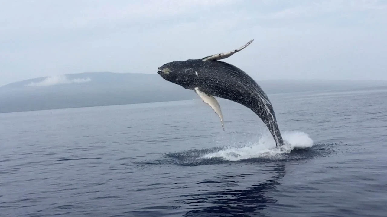 Ballena saltando fuera del agua Ballena saltando fuera del agua