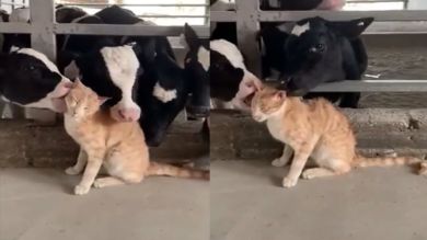 VÍDEO: Un grupo de vacas lamen a un gatito en una granja de Ucrania