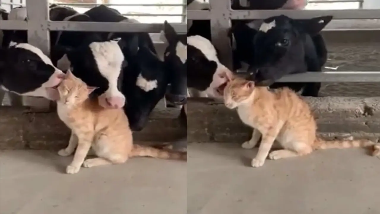Vacas lamiendo gatos