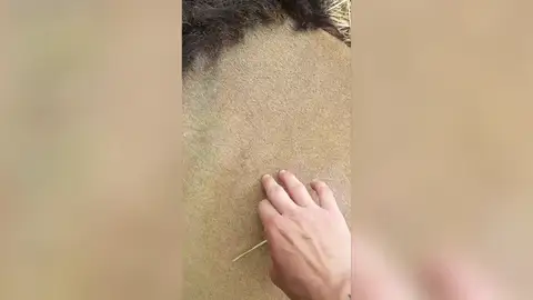 Acariciando a un león Acariciando a un león