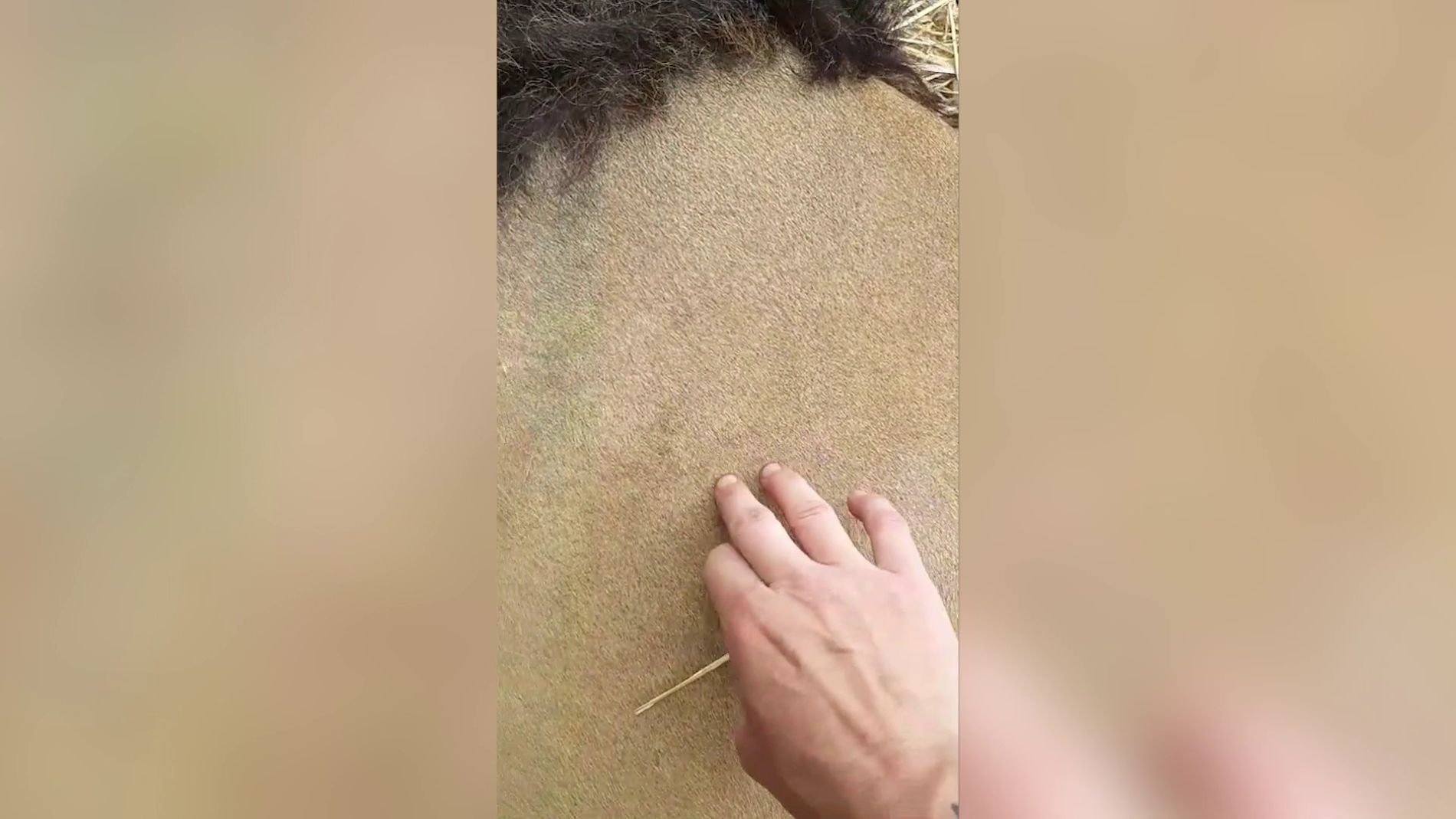 Acariciando a un le&oacute;n