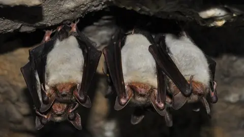 Murciélagos Murciélagos