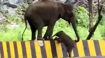 Un elefante ayuda a su cría