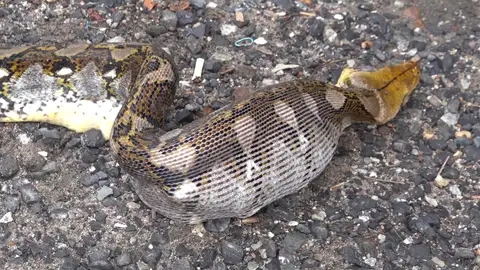 Serpiente pitón Serpiente pitón