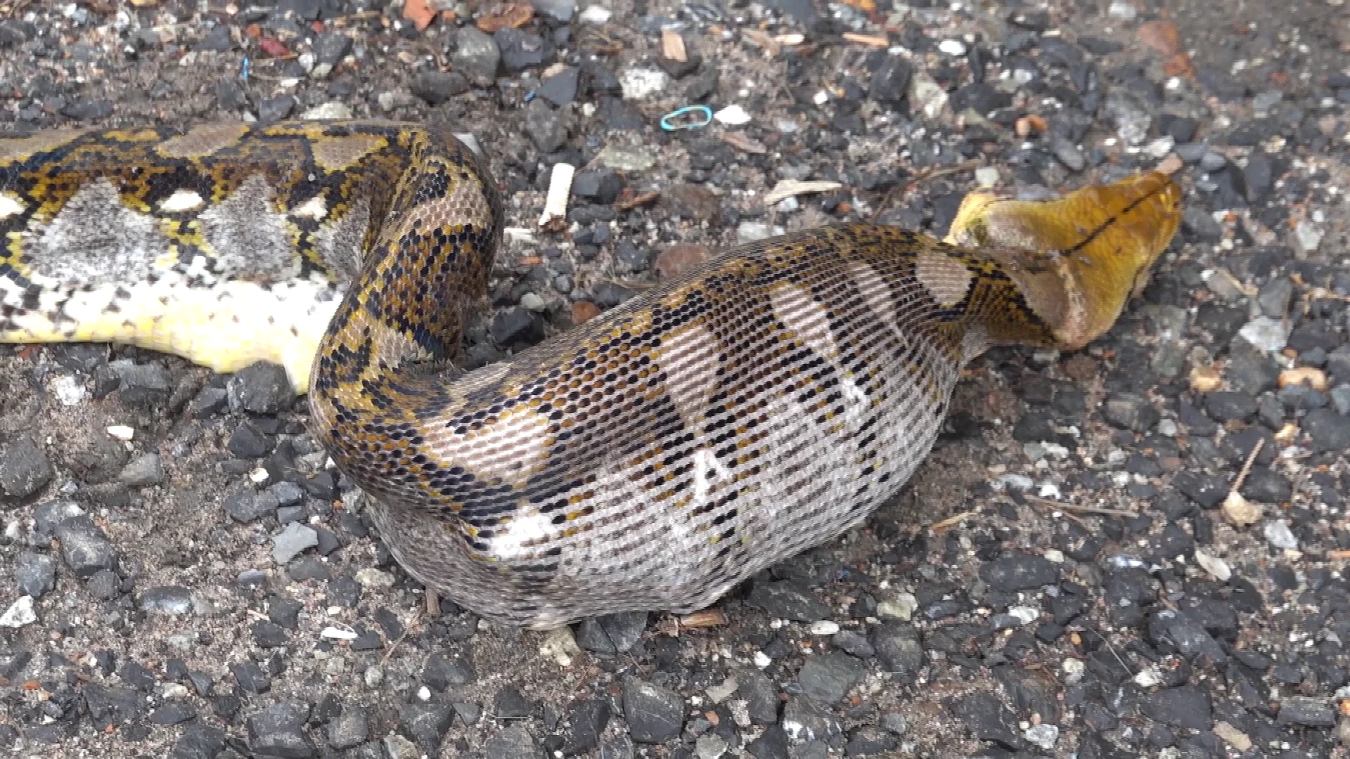Serpiente pitón