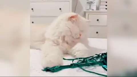 Gato sin ojos se hace viral Gato sin ojos se hace viral