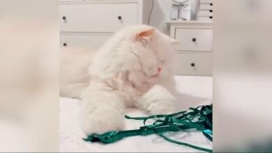 VÍDEO: Una gata sin ojos se convierte en estrella de las redes sociales