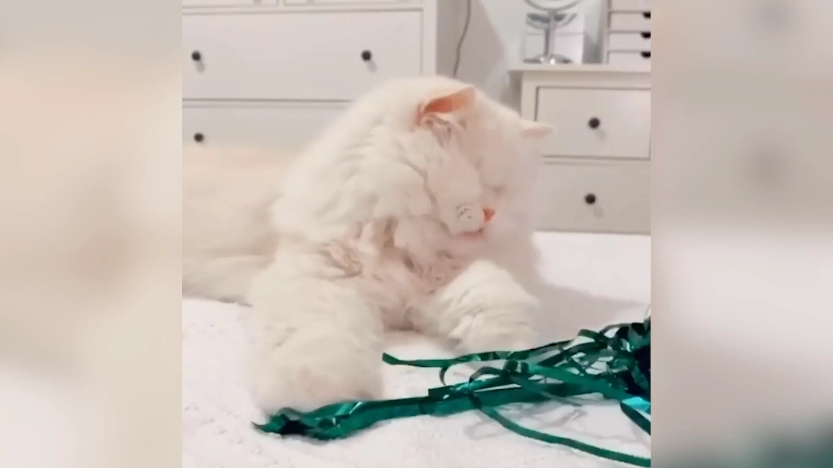 Gato sin ojos se hace viral