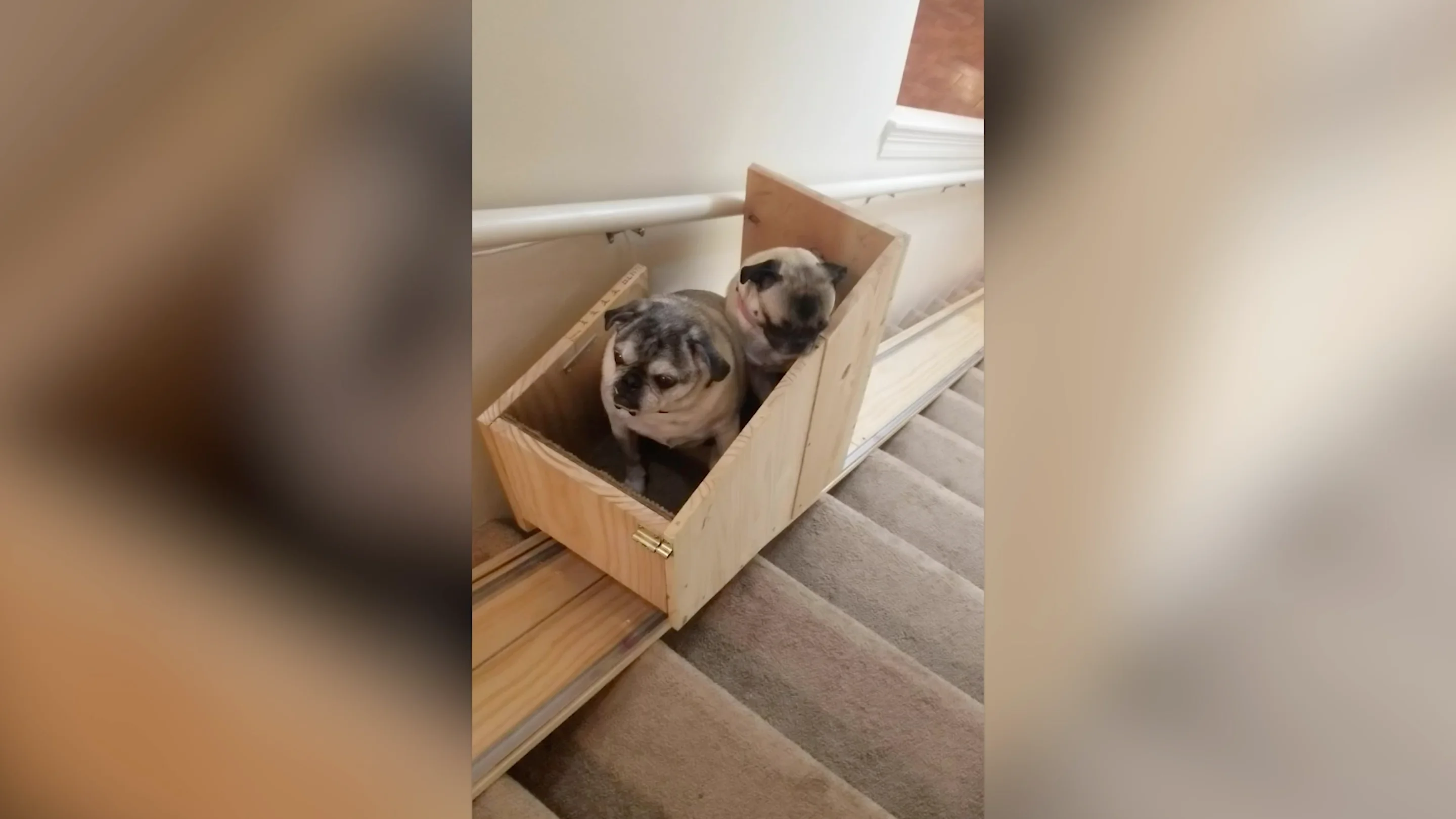Perros en la escalera mecánica