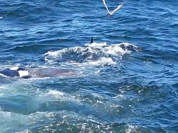 Un grupo de orcas devora a una ballena gris