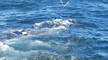 Un grupo de orcas devora a una ballena gris