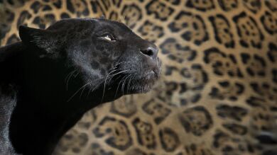 Un fotógrafo consigue sacar la imposible foto perfecta de un leopardo y una pantera