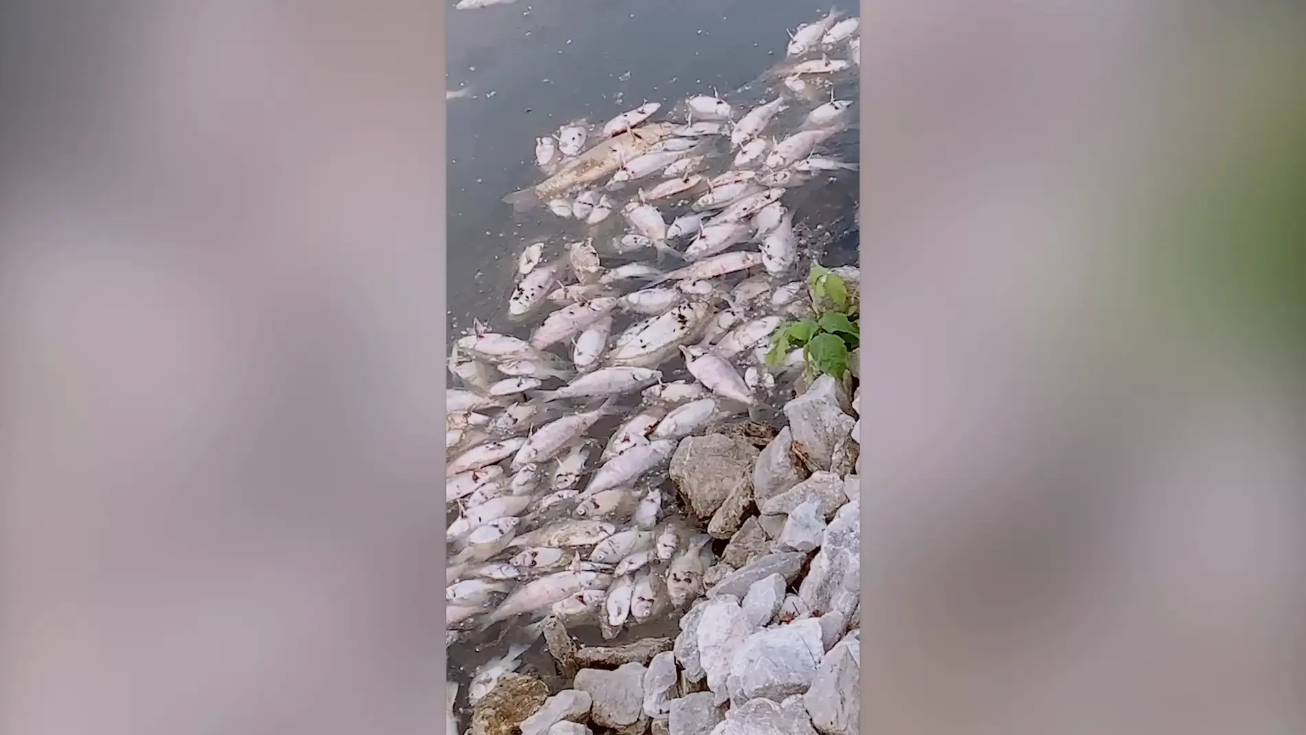 El misterio rodea a un lago lleno de peces muertos