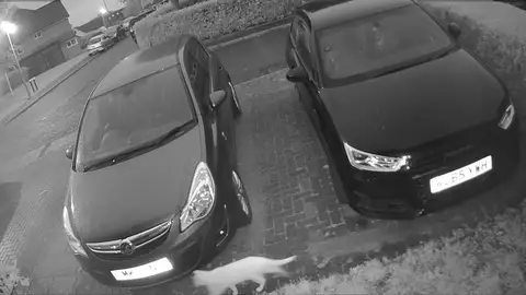 Un gato camina junto a un fantasma Un gato camina junto a un fantasma