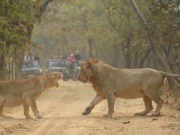 El impactante momento en que una leona y un león se enfrentan en mitad de un camino