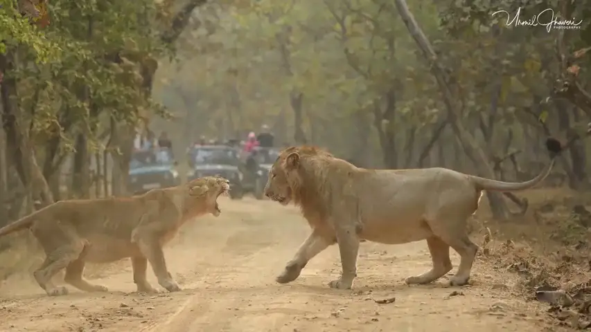 El impactante momento en que una leona y un león se enfrentan en mitad de un camino