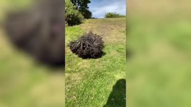 VÍDEO: Un perro con rastas se vuelve viral