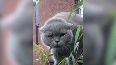 VÍDEO: Este gato atrapado en una cerca se vuelve viral por los divertidos ruidos que hace