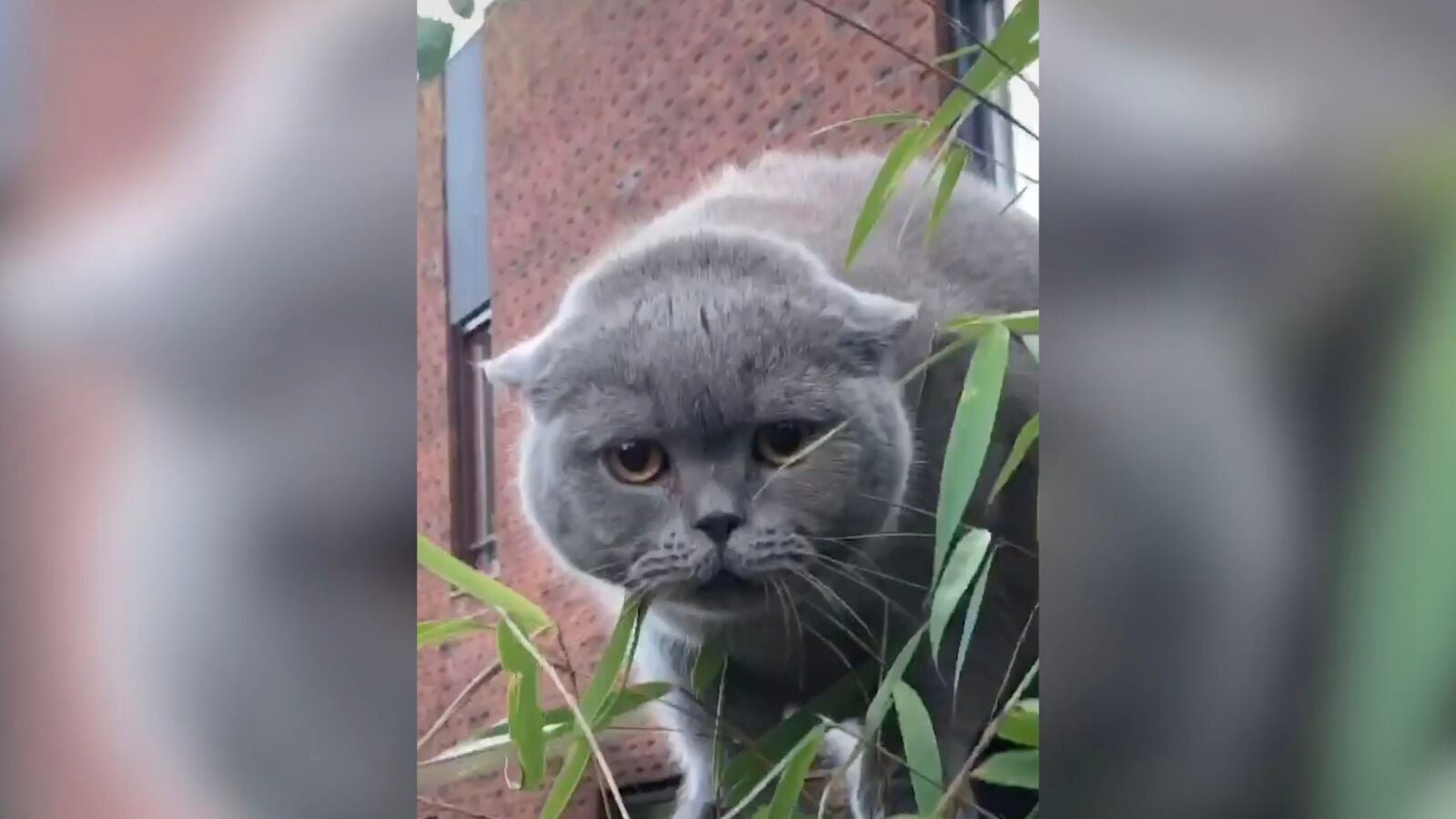 VÍDEO: Este gato atrapado en una cerca se vuelve viral por los divertidos ruidos que hace