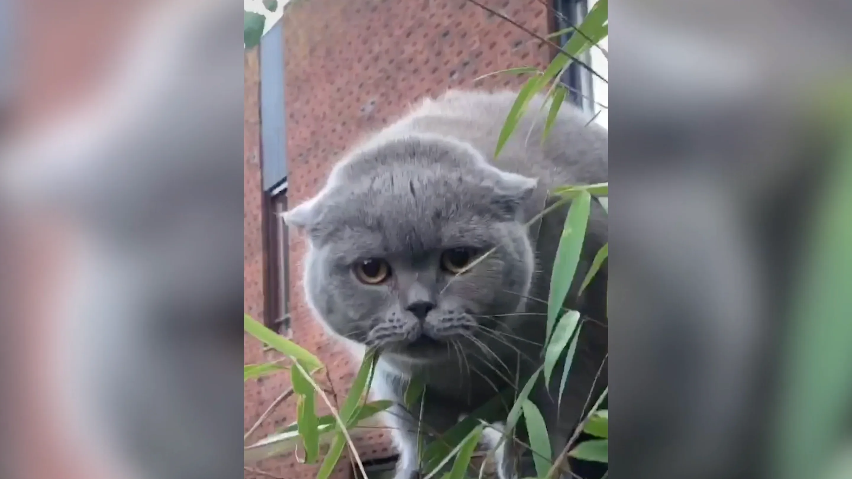 Gato asustado Gato asustado