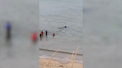 VÍDEO: Un tiburón peregrino varado en una playa del Reino Unido 