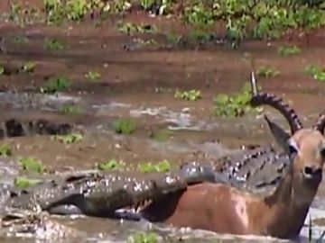 Un cocodrilo intenta devorar a un impala