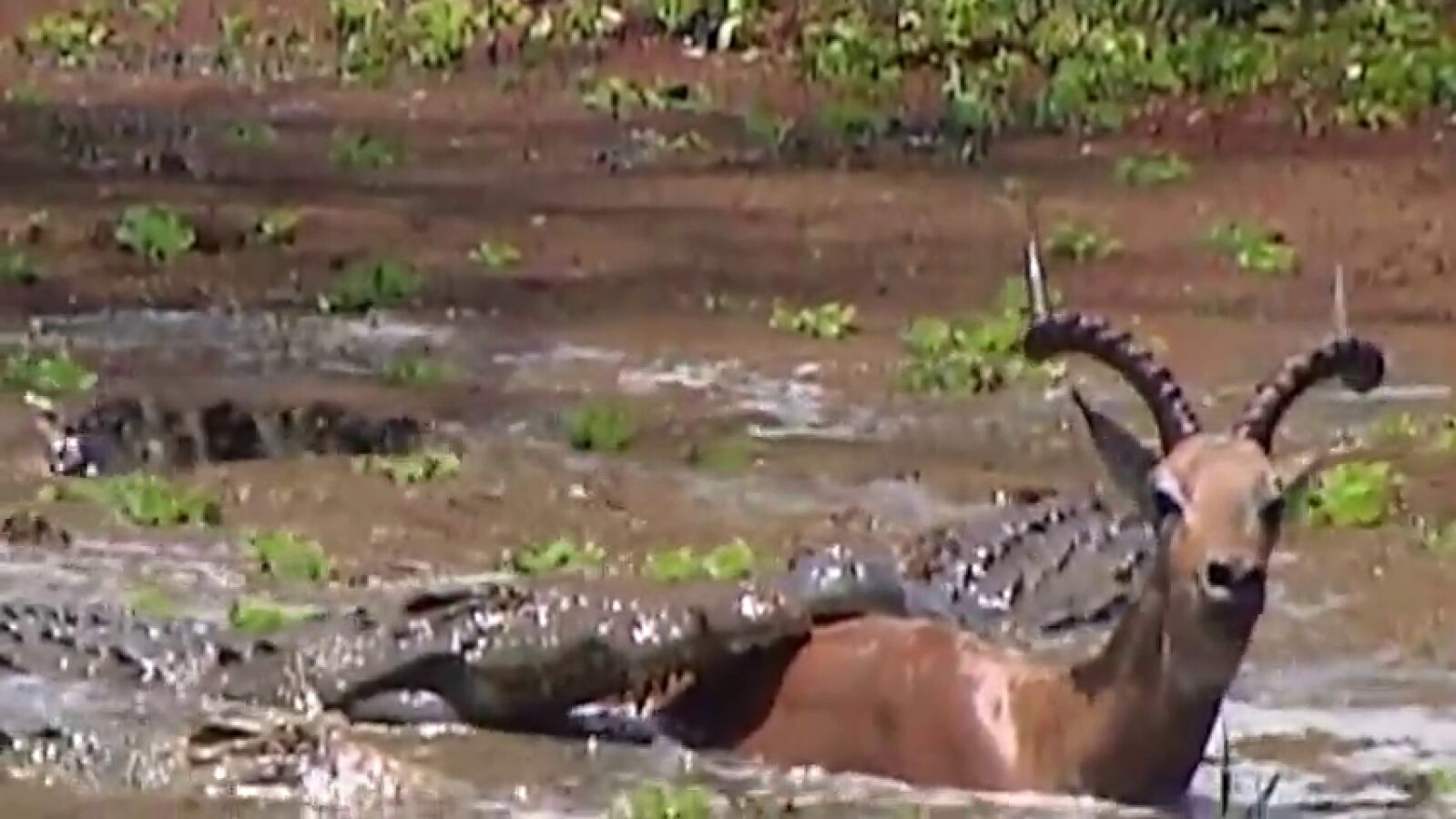 VÍDEO: Dos gigantescos cocodrilos intentan devorar a un impala