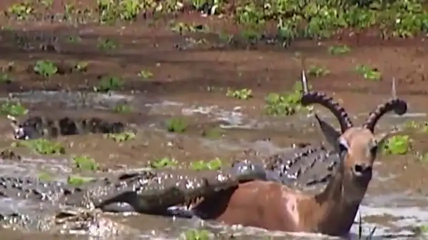 Un cocodrilo intenta devorar a un impala