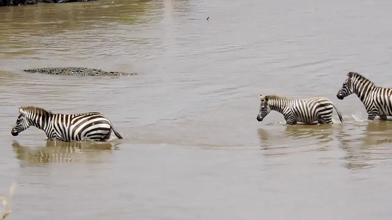 VÍDEO: Un cocodrilo ataca a una cebra mientras cruzaba un río en Kenia