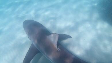 VÍDEO: Captan a un tiburón dándose un festín de peces