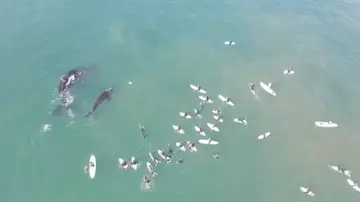 Una ballena y una ternera chapoteando junto unos surfistas 