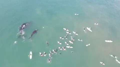 Una ballena y una ternera chapoteando junto unos surfistas Una ballena y una ternera chapoteando junto unos surfistas