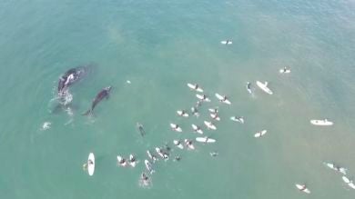 VÍDEO: Captan a una ballena y su cría jugando con decenas de surfistas 