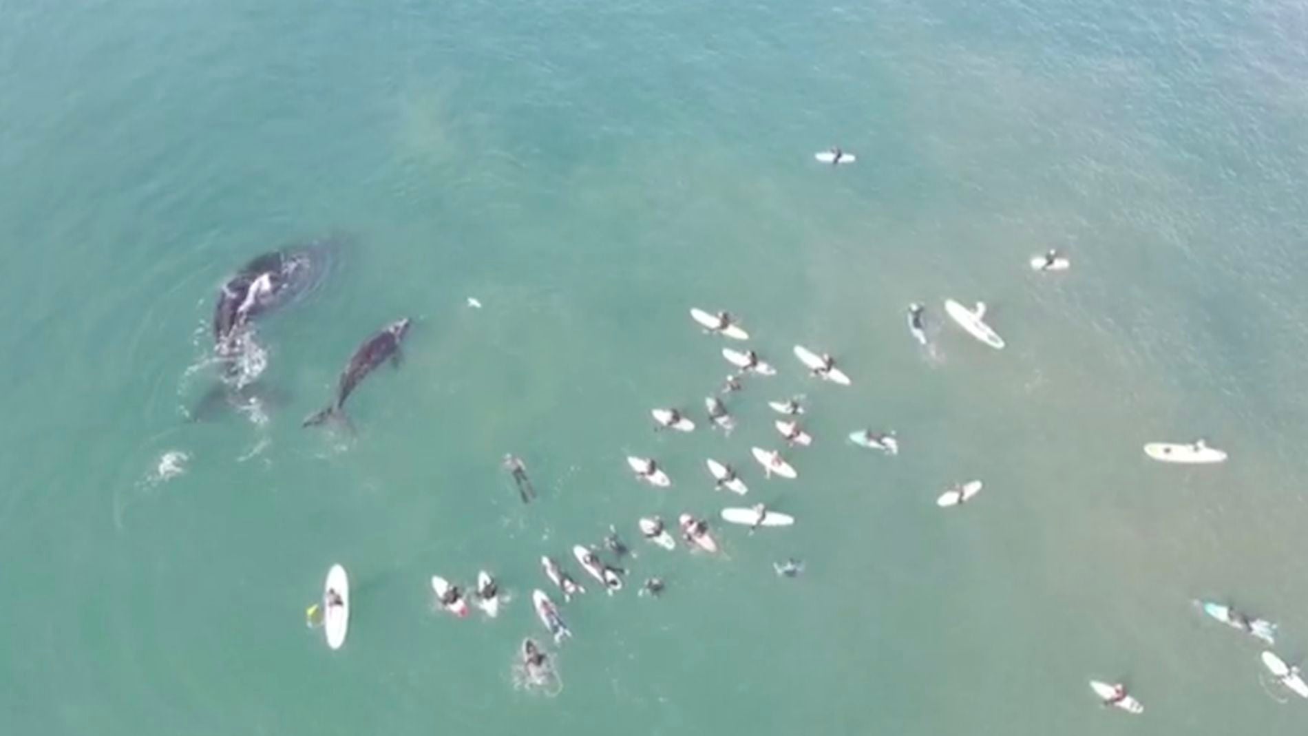 Una ballena y una ternera chapoteando junto unos surfistas 