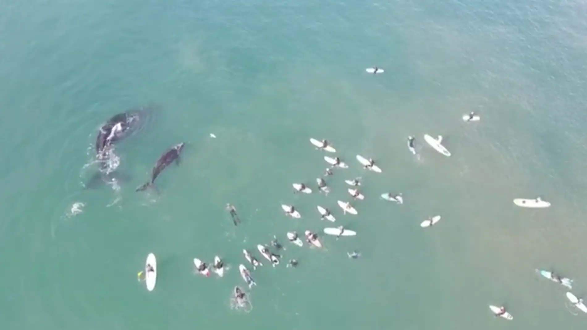 Una ballena y una ternera chapoteando junto unos surfistas  