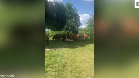 Se despierta rodeada de vacas Se despierta rodeada de vacas