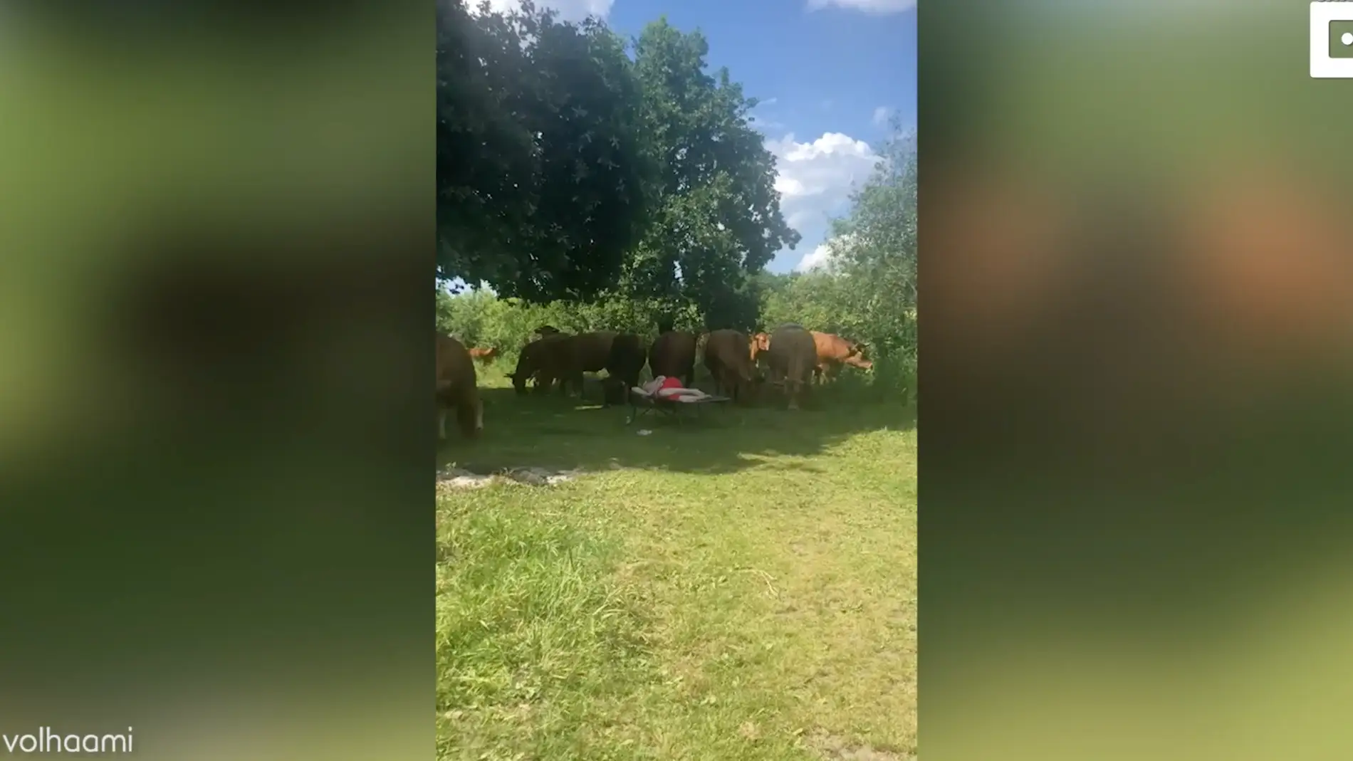 Se despierta rodeada de vacas
