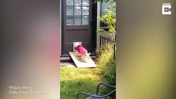 VÍDEO: Un adorable perro anciano lucha para subir la rampa que le permite entrar a su casa 