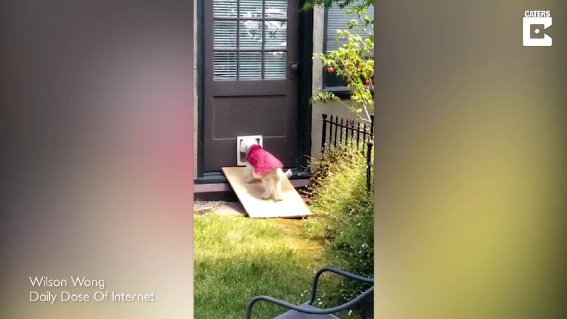 V&Iacute;DEO: Un adorable perro anciano lucha para subir la rampa que le permite entrar a su casa 