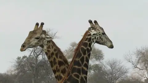 Dos jirafas Dos jirafas