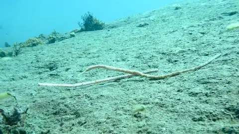 El trágico momento en el que un pez pipa intenta comunicarse con un pajita de plástico El trágico momento en el que un pez pipa intenta comunicarse con un pajita de plástico
