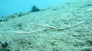 El trágico momento en el que un pez pipa intenta comunicarse con un pajita de plástico