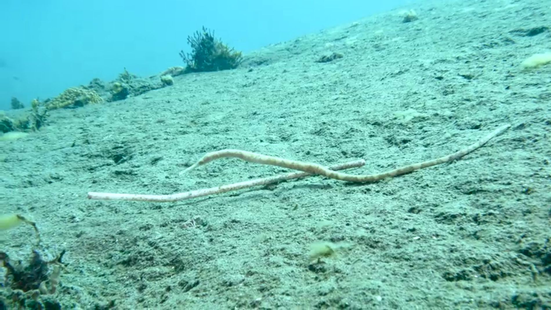 El tr&aacute;gico momento en el que un pez pipa intenta comunicarse con un pajita de pl&aacute;stico