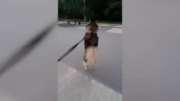 Perro pasea a dos patas