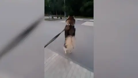 Perro pasea a dos patas Perro pasea a dos patas