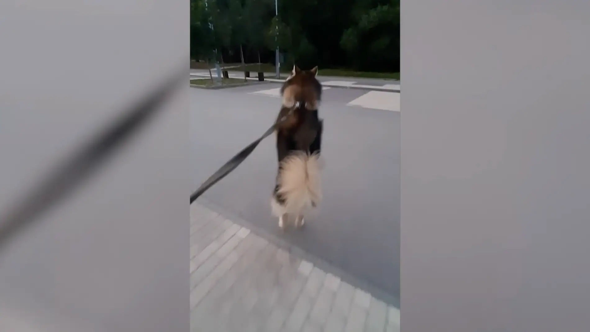 Perro pasea a dos patas