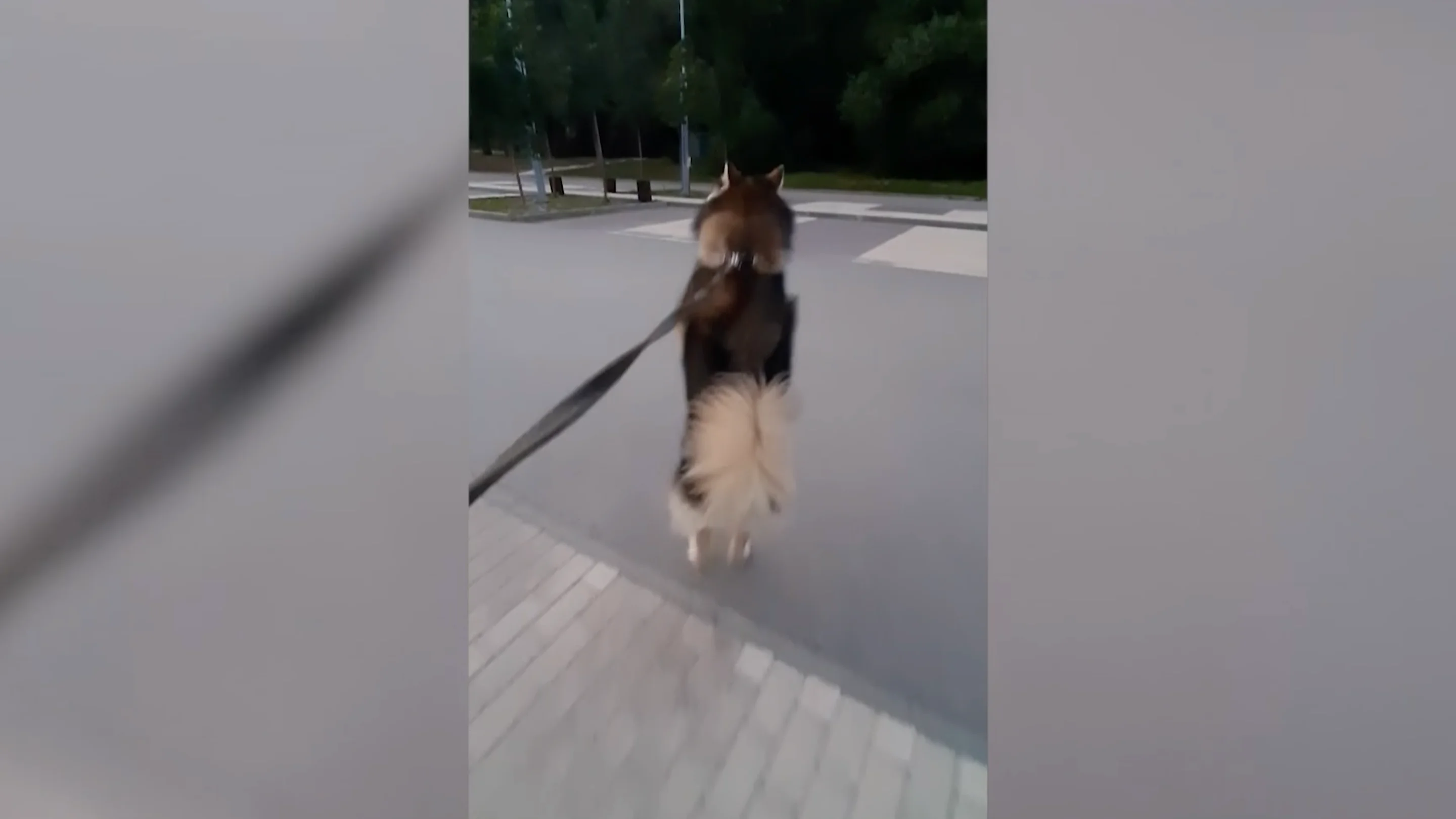 Perro pasea a dos patas Perro pasea a dos patas